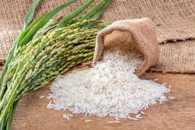 ممنوعیت کشت برنج در خوزستان به صورت مشروط لغو شد